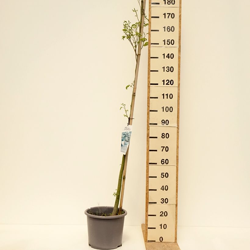 Albizia julibrissin Rouge Selection 7.5L/10L pot, Sapling sample as delivered in spring