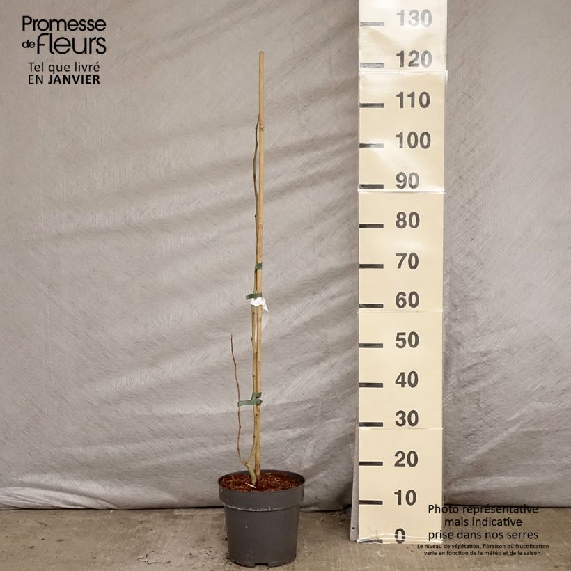 Albizzia julibrissin Summer Chocolate 7.5L/10L pot sample as delivered in winter