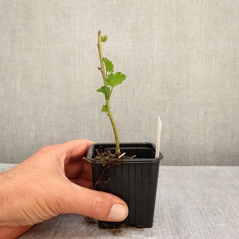 x Alcalthaea  suffrutescens Parkallee 8/9 cm pot sample as delivered in autumn