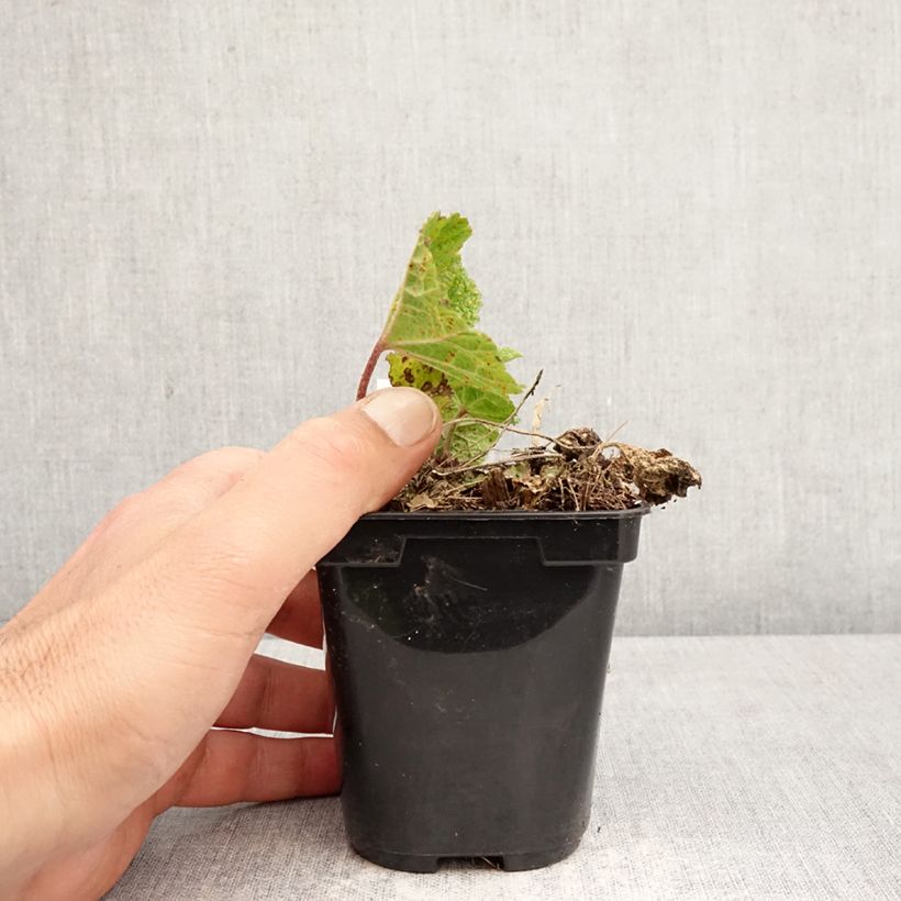 Alcea ficifolia Las Vegas 8/9 cm pot sample as delivered in spring