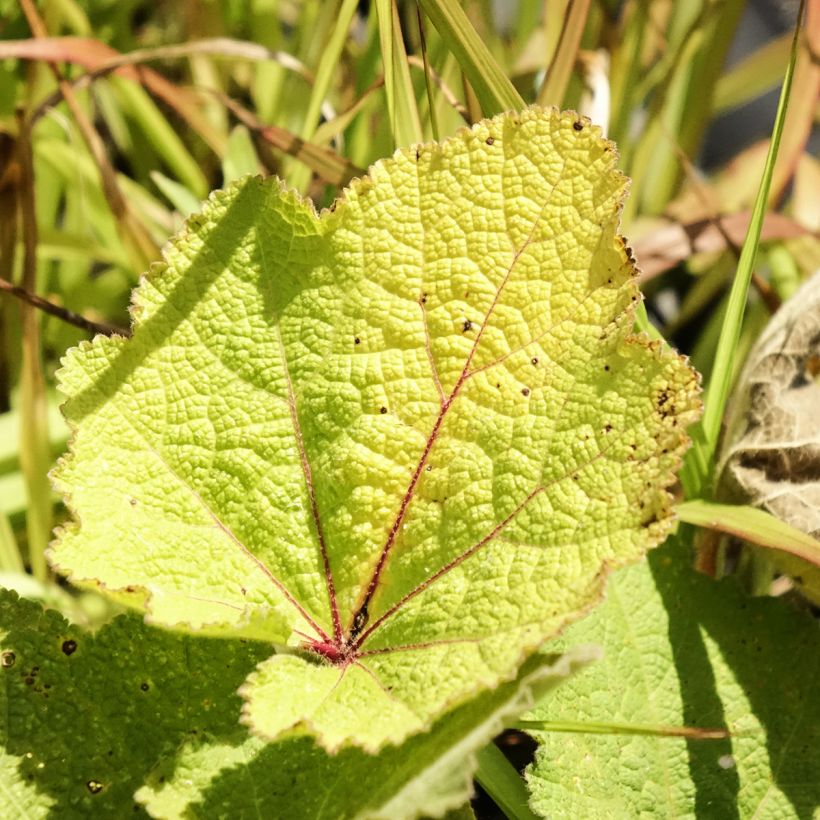 Alcea ficifolia  (Foliage)