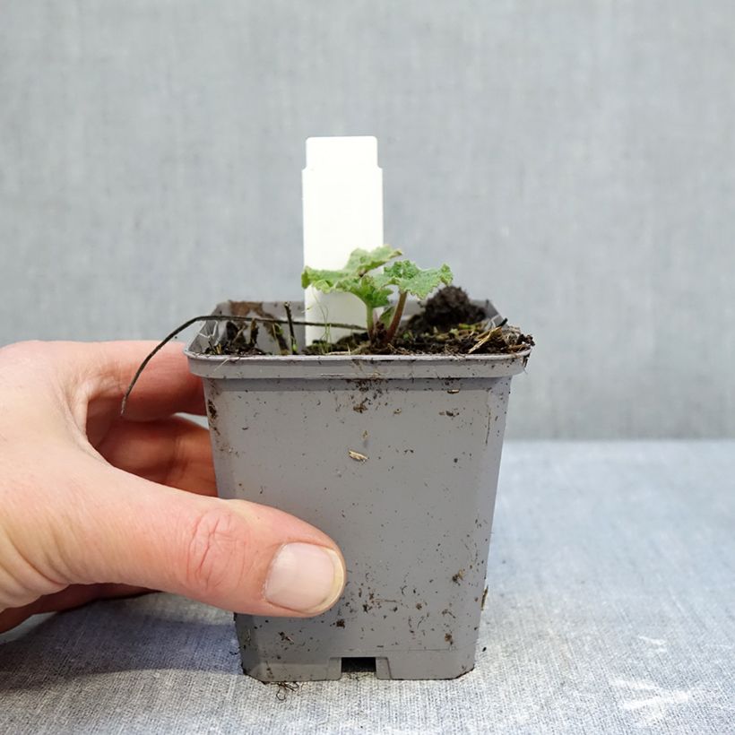 Alcea rosea 'Simplex' 7/8 cm pot sample as delivered in winter