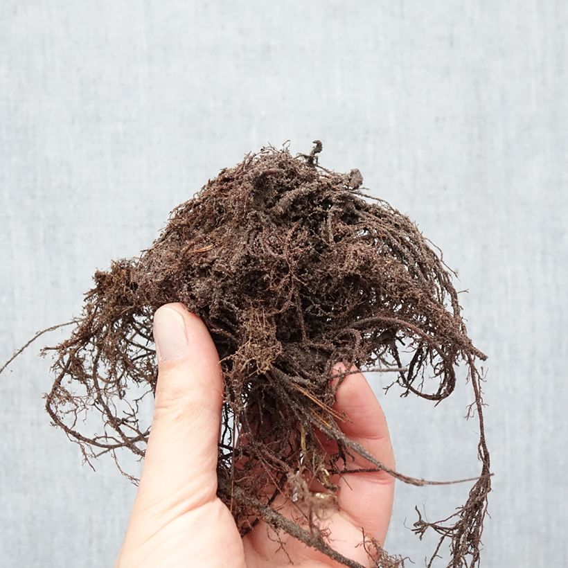 Alchemilla epipsila  Bare root sample as delivered in winter