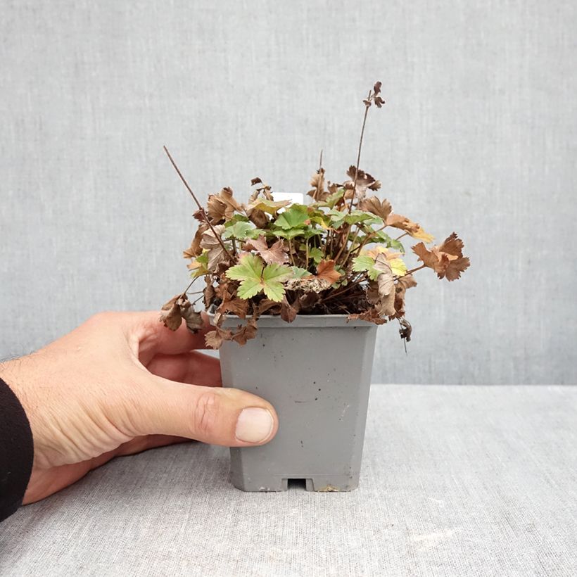 Alchemilla  erythropoda  8/9 cm pot sample as delivered in autumn