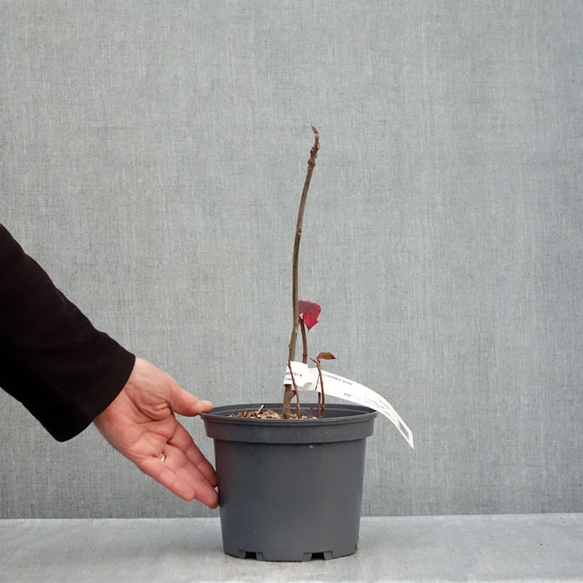 Alchornea davidii 3L/4L pot sample as delivered in autumn