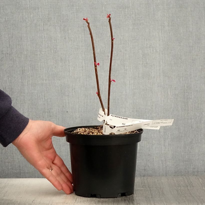 Alchornea davidii 3L/4L pot sample as delivered in spring