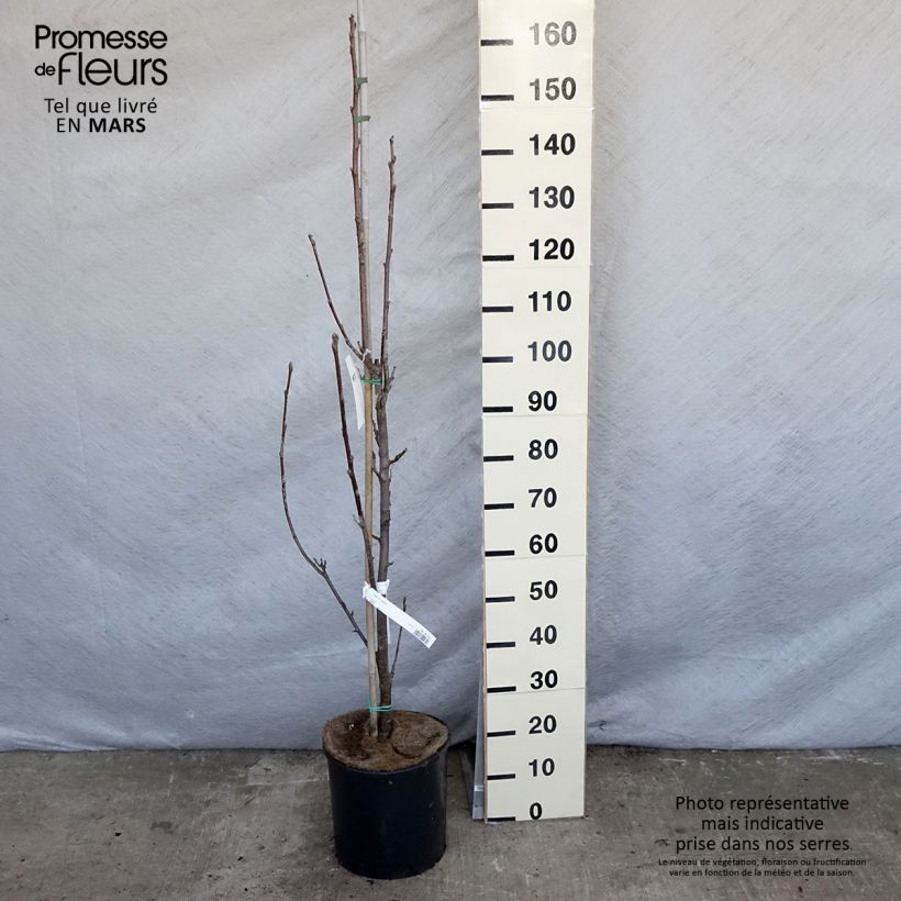 Sorbus aria Lutescens 7.5L/10L pot, Standard sample as delivered in spring