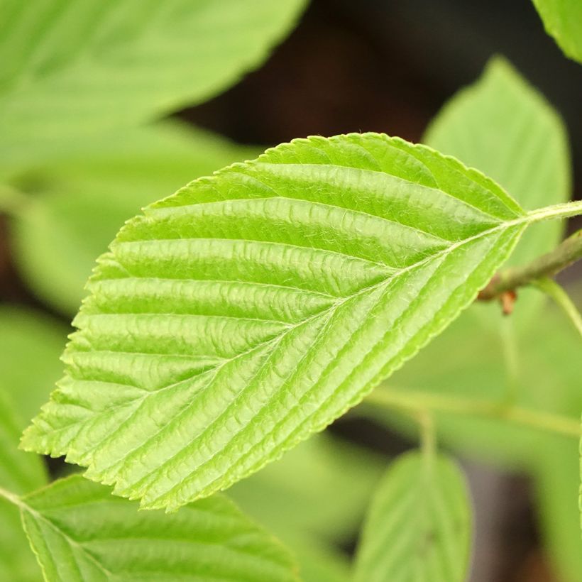 Sorbus alnifolia Red Bird (Foliage)