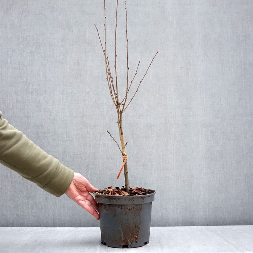 Sorbus alnifolia Red Bird 4L/5L pot sample as delivered in winter