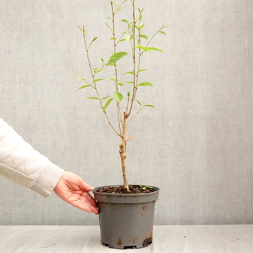 Sorbus alnifolia Red Bird 4L/5L pot sample as delivered in spring