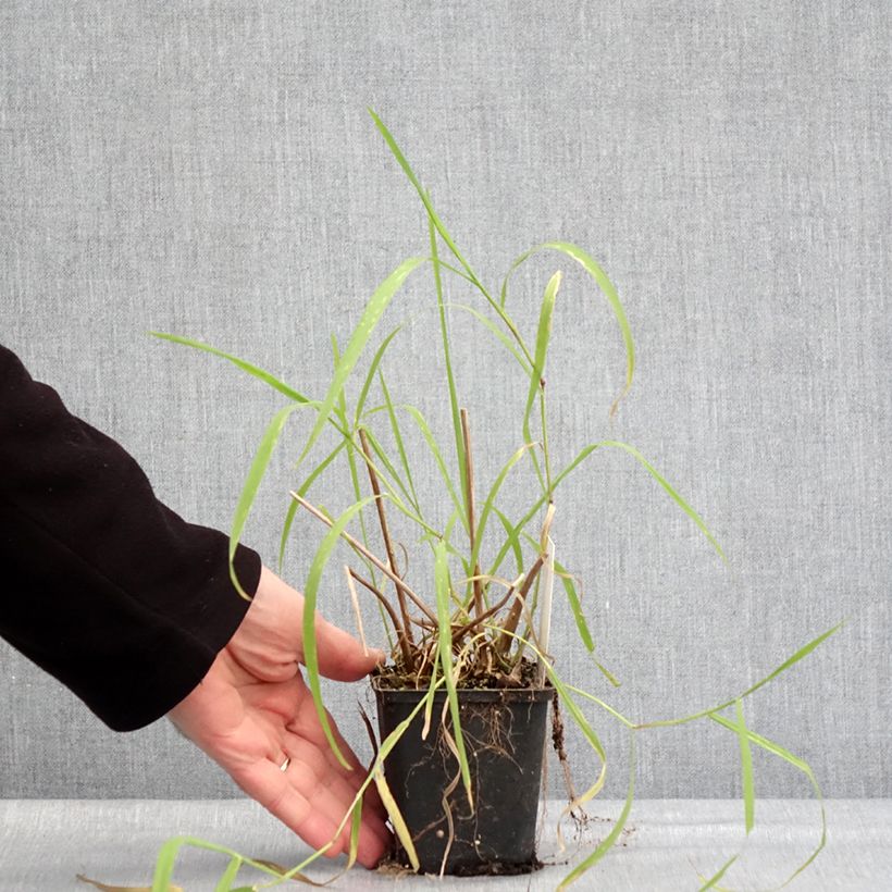 Alisma lanceolatum 8/9 cm pot sample as delivered in winter