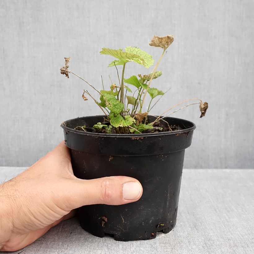 Alliaria petiolata 1.5L/2L pot sample as delivered in autumn