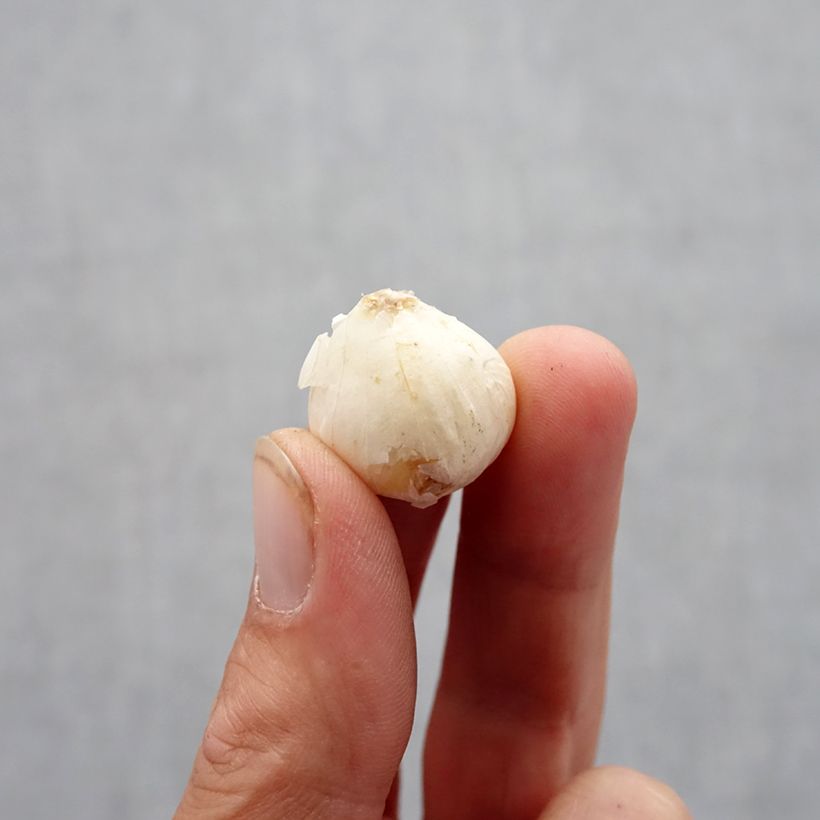Allium ampeloprasum  Bulb size 6+ sample as delivered in autumn