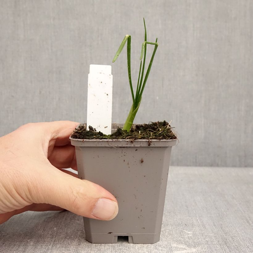 Allium amplectens Graceful 8/9 cm pot size 4+ sample as delivered in winter