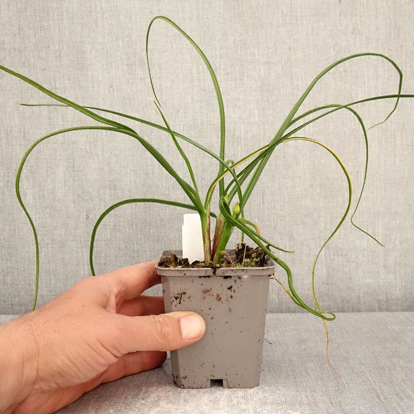 Allium amplectens Graceful 8/9 cm pot size 4+ sample as delivered in spring