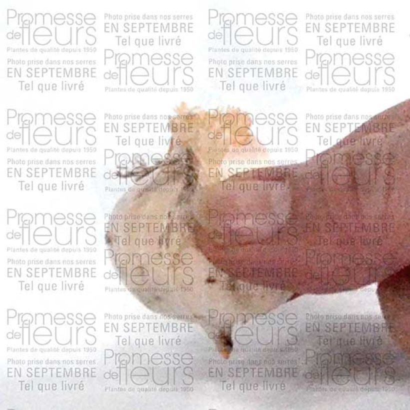Example of Ail d'ornement - Allium bulgaricum ou nectaroscordum Bulbe calibre 8/10 specimen as delivered