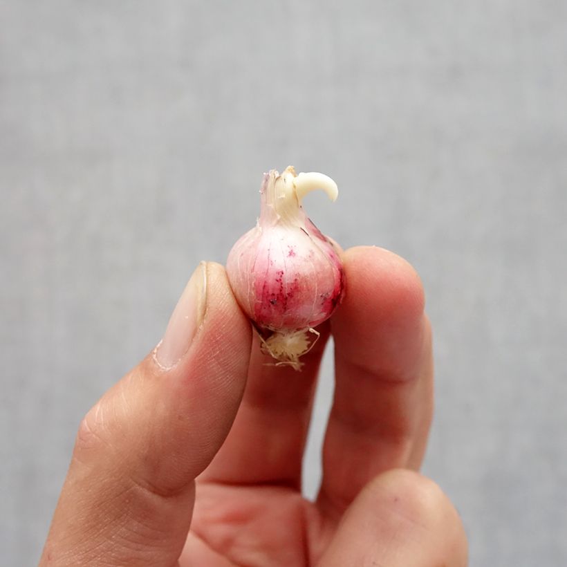 Allium carolinianum Rosy Dream Bulb size 6+ sample as delivered in autumn
