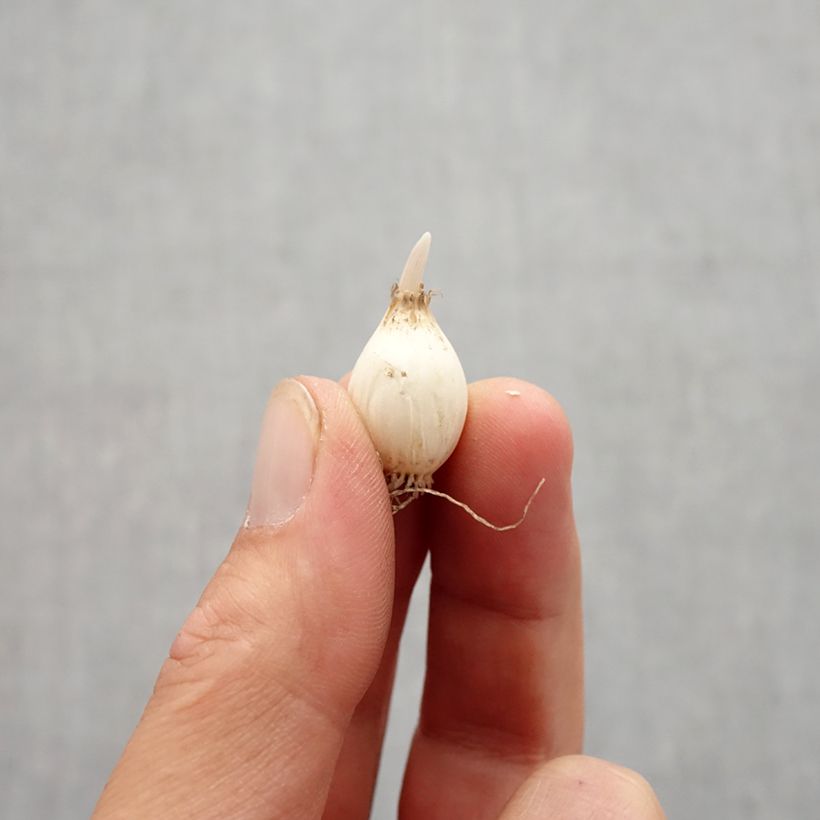 Allium chloranthum Yellow Fantasy Bulb size 6+ sample as delivered in autumn