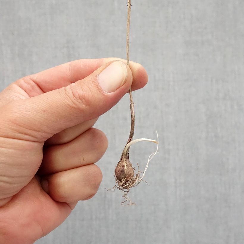 Allium flavum subsp. flavum Bulb size I sample as delivered in autumn
