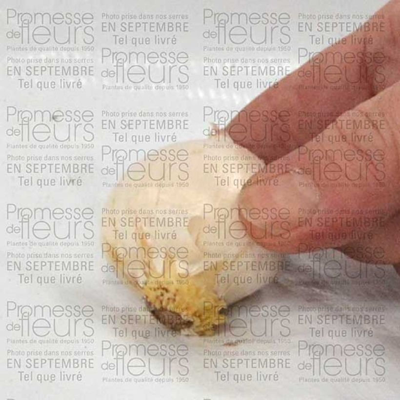 Example of Allium karataviense - Ail d'ornement du Turkestan Bulbe calibre 10+ specimen as delivered