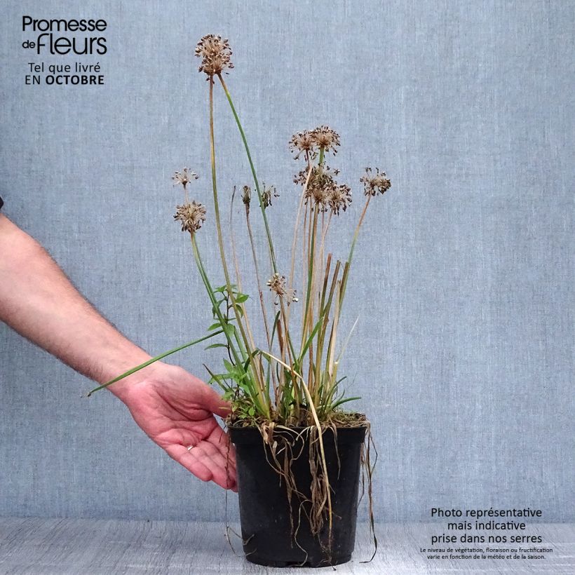 Allium Millenium 2L/3L pot sample as delivered in autumn