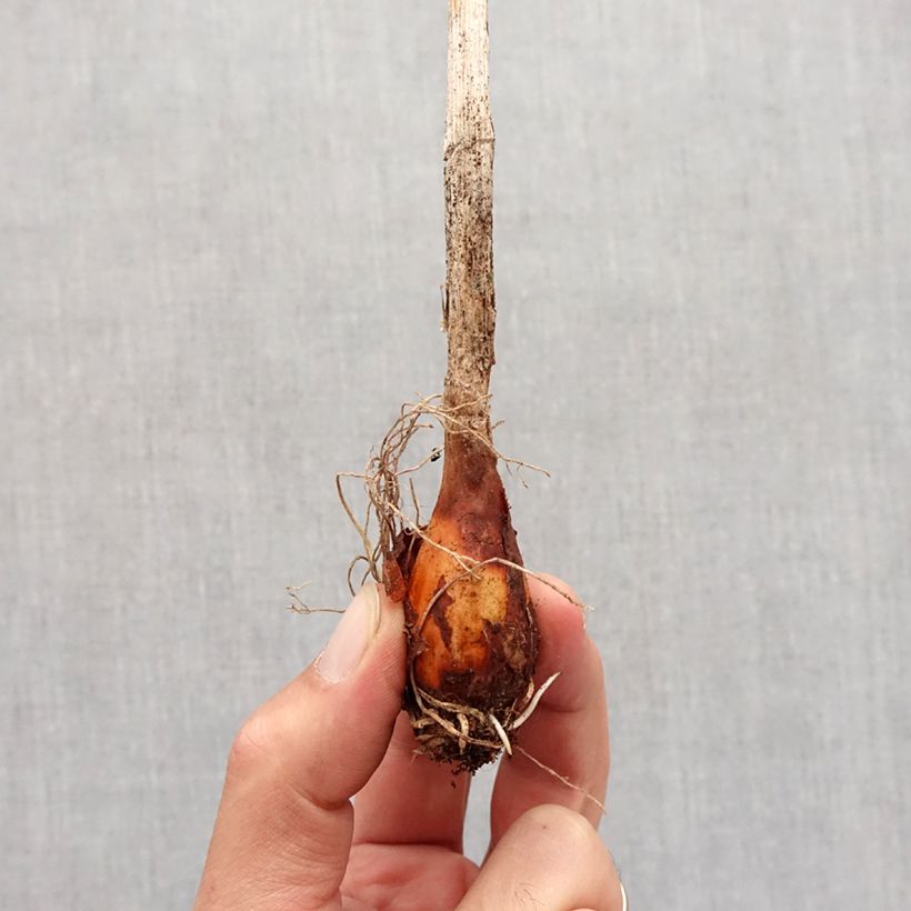 Allium obliquum Bulb size I sample as delivered in autumn