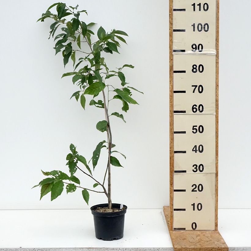 Alnus x spaethii 3L/4L pot sample as delivered in autumn