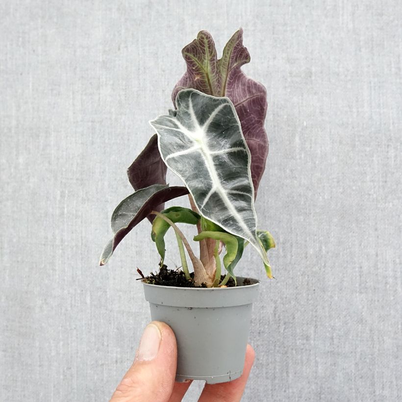 Alocasia sanderiana x longiloba Amazonica Dwarf - Elephant's ears plant Mini-plante sample as delivered in spring