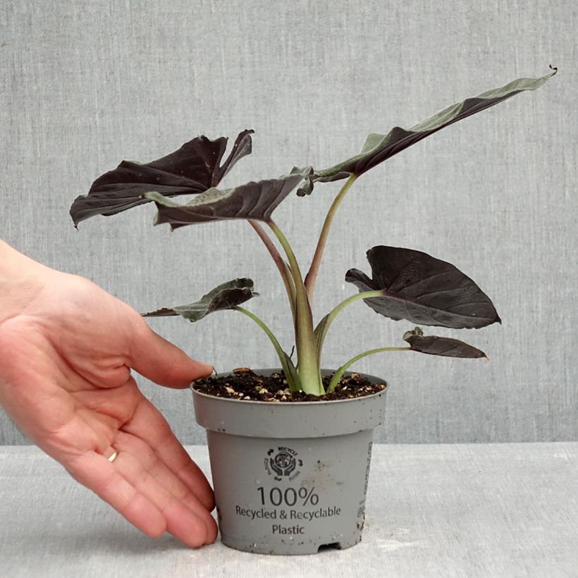 Alocasia Antoro Velvet - Elephant's ears plant 12cm pot sample as delivered in spring