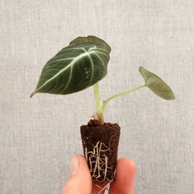Alocasia Black Velvet - Elephant's ears plantEar Mini-plante sample as delivered in spring