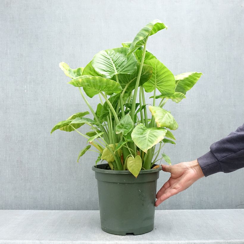 Alocasia Calidora - Elephant's ear 7.5L/10L pot sample as delivered in spring