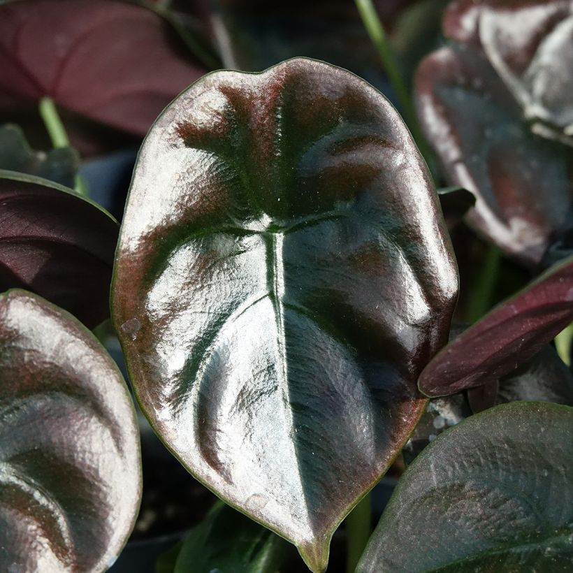Alocasia cuprea Red - Elephant ear (Foliage)