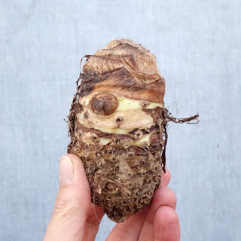 Alocasia macrorrhizos Bulb size I sample as delivered in spring