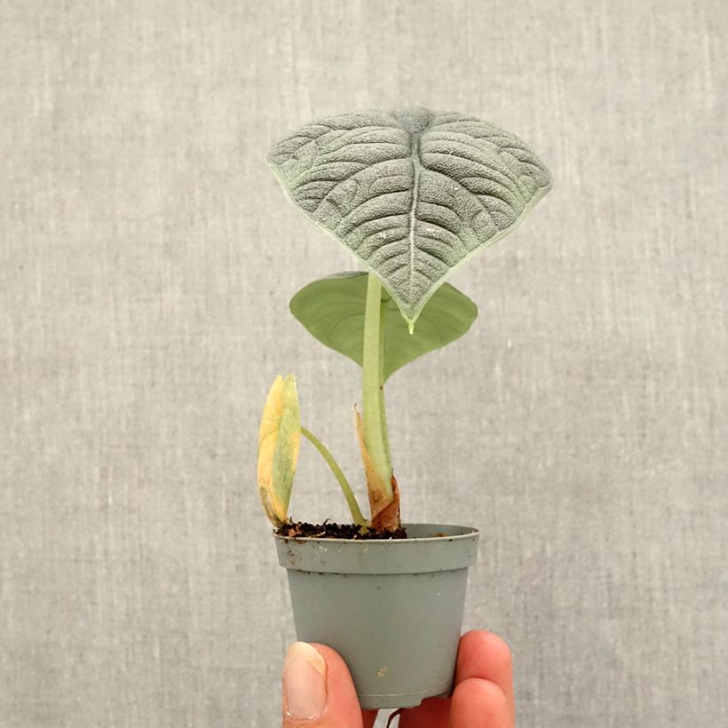 Alocasia melo - Elephant's ear Mini-plante sample as delivered in autumn