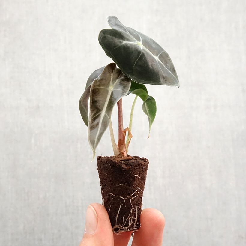 Alocasia Polly - Elephant's ears plant Mini-plante sample as delivered in spring