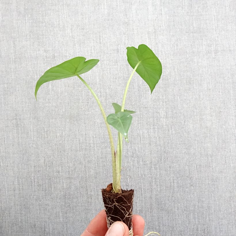 Alocasia Sumo® - Elephant's Ear Mini-plante sample as delivered in spring