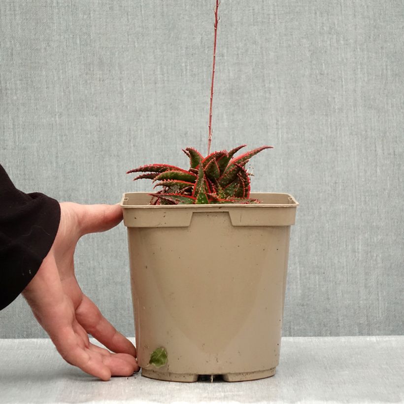 Aloe Christmas Carol  3L/4L pot sample as delivered in autumn
