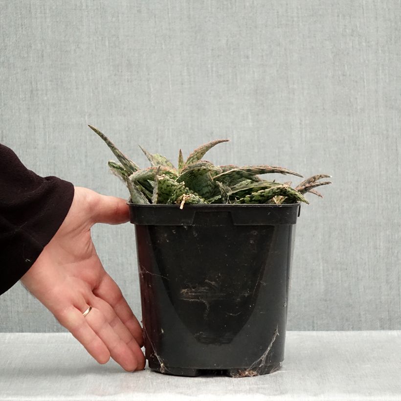 Aloe Delta Lights 3L/4L pot sample as delivered in autumn