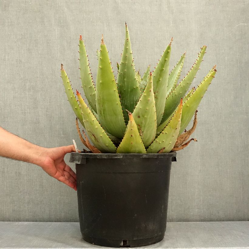 Aloe marlothii - Mountain aloe 20L/25L pot sample as delivered in summer