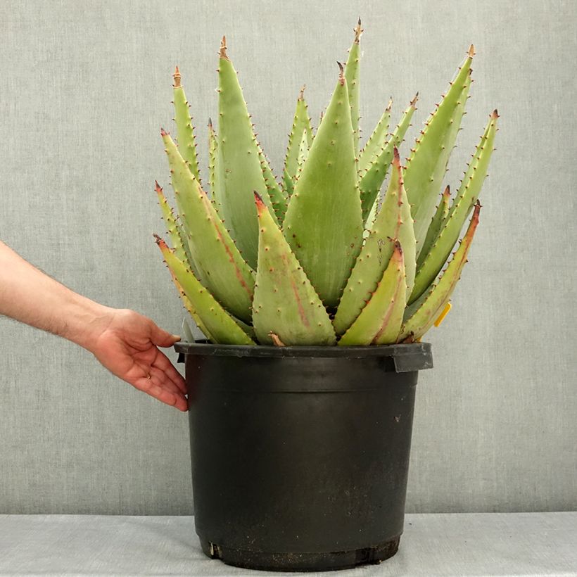 Aloe marlothii - Mountain aloe 20L/25L pot sample as delivered in spring