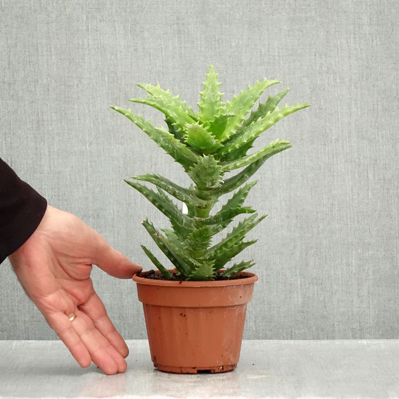 Aloe morogoroensis  12cm pot sample as delivered in autumn