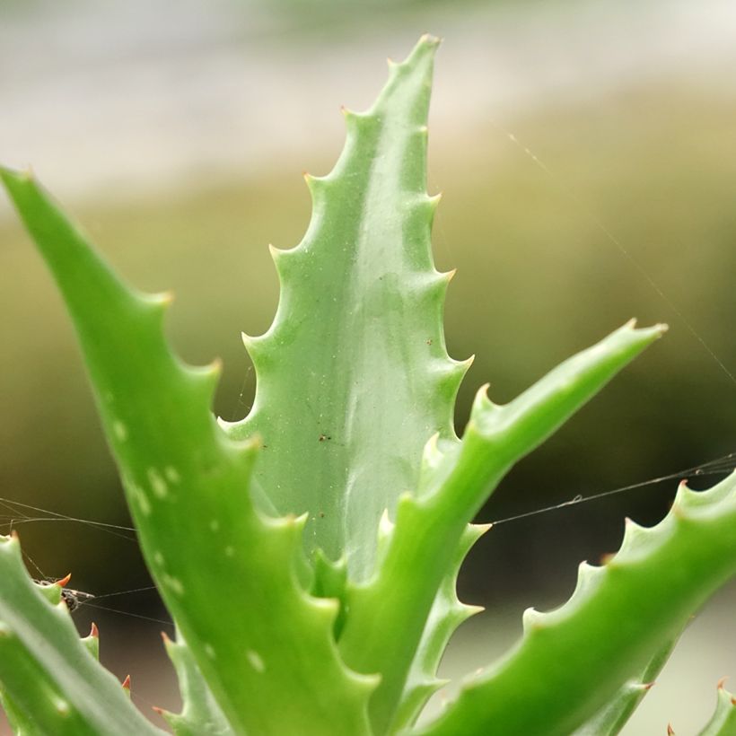 Aloe morogoroensis  (Foliage)