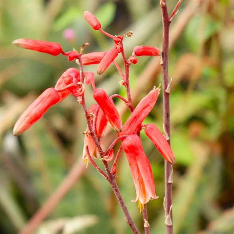 Aloe x rauhii Cleopatra (Flowering)