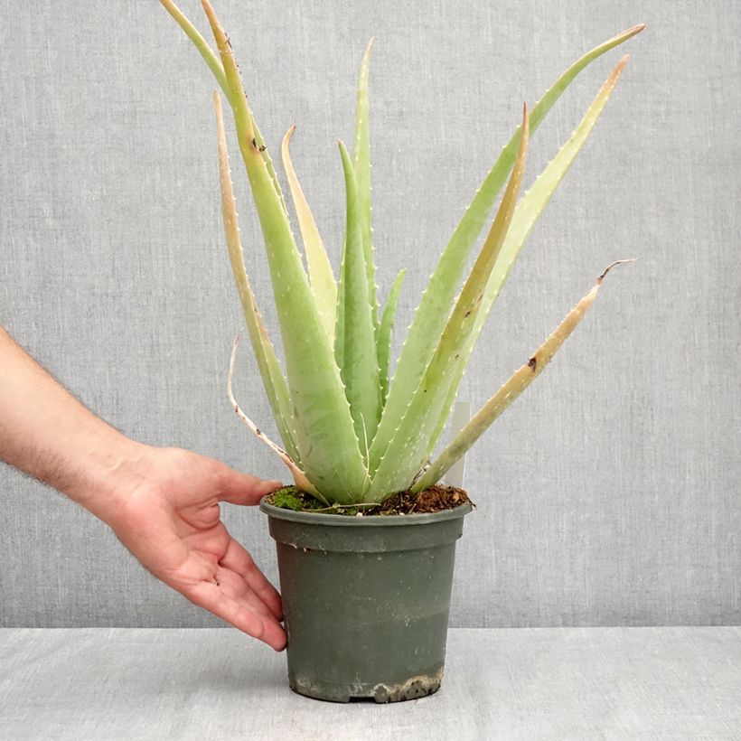 Aloe vera  2L/3L pot sample as delivered in summer