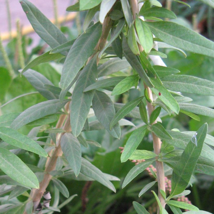 Argentinian Verbena - Aloysia polystachya (Foliage)