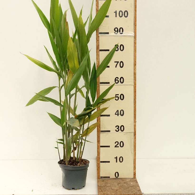 Alpinia galanga - Greater Galangal 2L/3L pot sample as delivered in summer