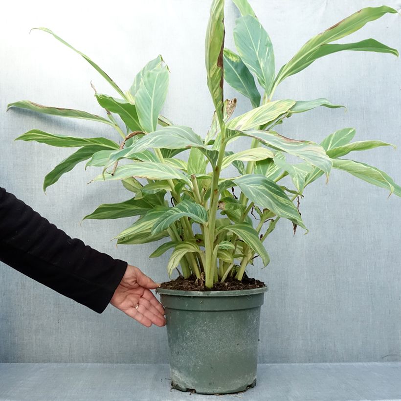 Alpinia zerumbet Variegata 4L/5L pot sample as delivered in autumn
