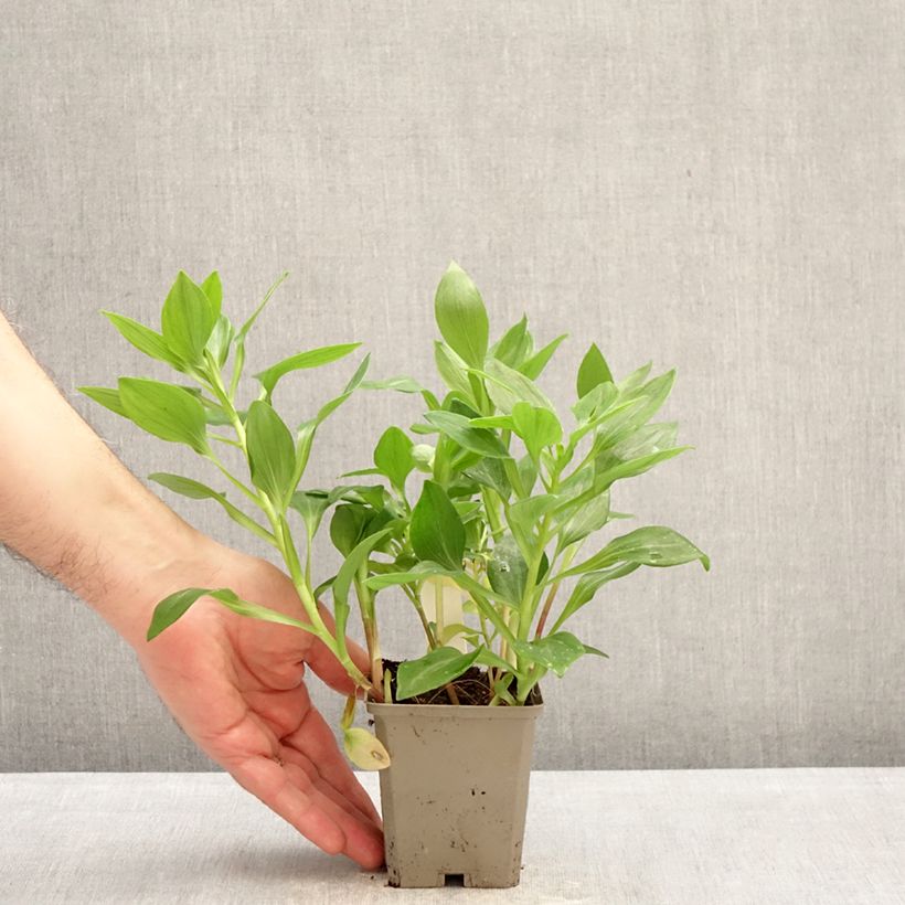 Alstroemeria Duc d'Anjou Arthur 8/9 cm pot sample as delivered in winter