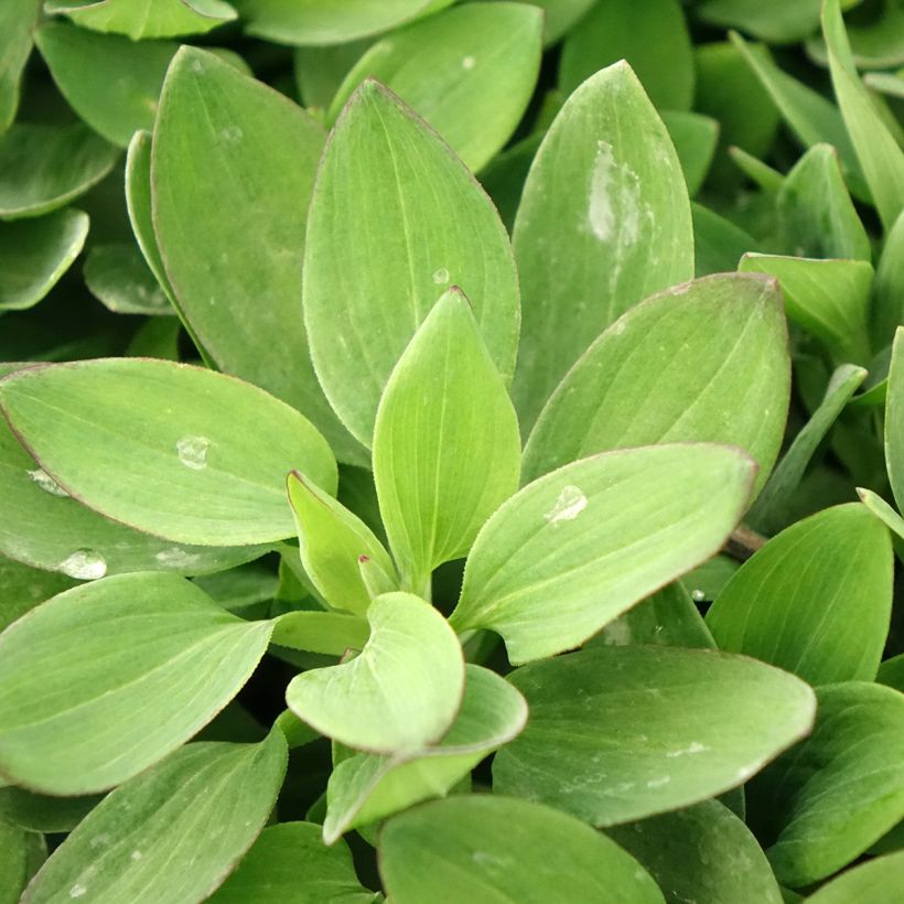 Alstroemeria Duc d'Anjou Arthur (Foliage)