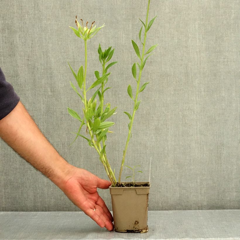 Alstroemeria Duc d'Anjou Charles 1L/1.5L pot sample as delivered in summer
